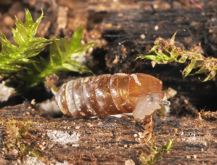 Mini, mini gasteropodi